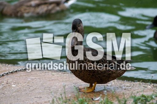 Löffelente (8 von 8).jpg